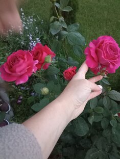 Ее Величество РОЗА