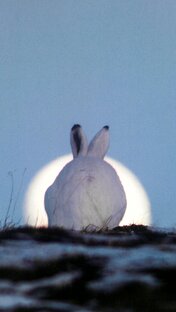 Напальпированные мысли. 