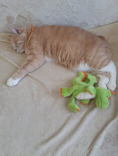 Кото-характер