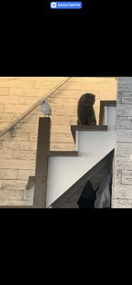 Про собак и кошек