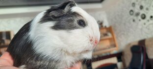 МОРСКИЕ СВИНКИ 