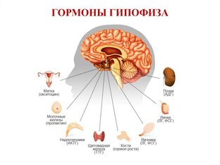 ГОРМОНЫ