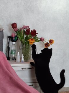 Котики