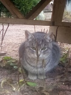 Милые кошки и котята