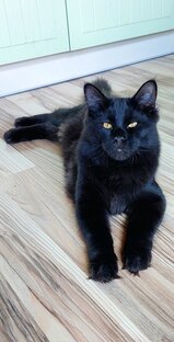 Все о породах кошек на своем опыте