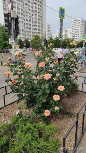 Городские цветы
