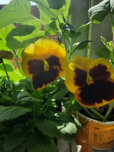 Виола жёлтая 