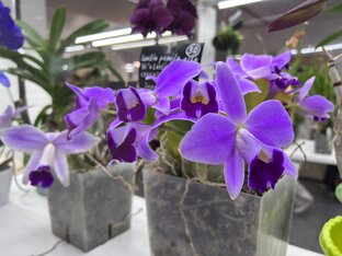 Мои цветуны