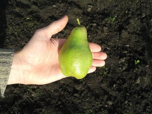 Садовые плодово-ягодные культуры.