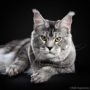 Жители нашего питомника