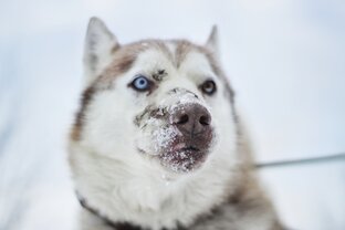 Старик Январь...