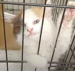 Котики и другие животные