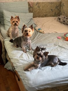 Без Йорка - жизнь горька !