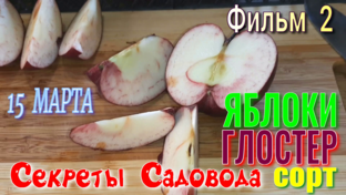 Секреты Садовода - ЯБЛОНИ, сорта Яблок