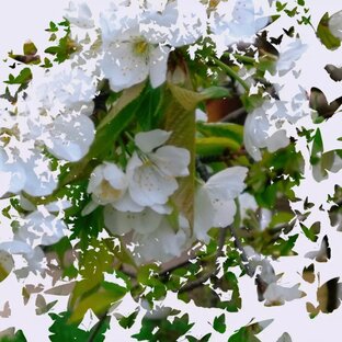 Цветущий Сад 