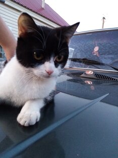 Животные и Птицы 