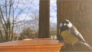 Истории птичьего ресторанчика