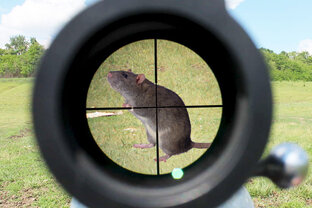 Вредители и борьба с ними