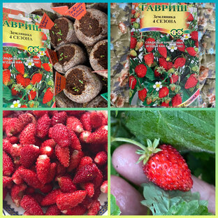 Земляника от Гавриш