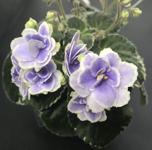 Статьи-фотообзоры разных сортов (галерея)