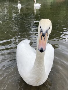 В мире животных