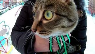 смешные животные 