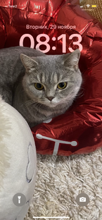 Кошачьи новости 