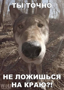Жалуюсь на интернет.