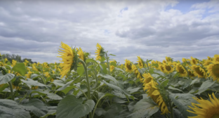 Растениводство 