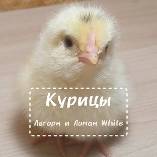 Курицы