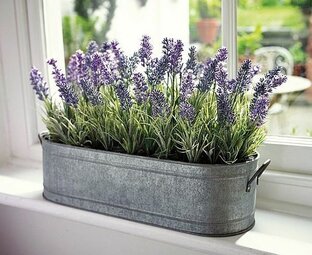 Садик пряных трав