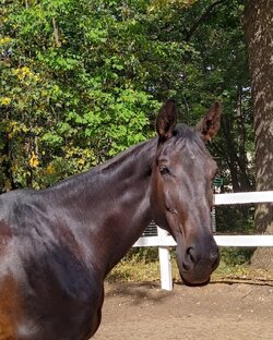 ШВЕ "Гармония"