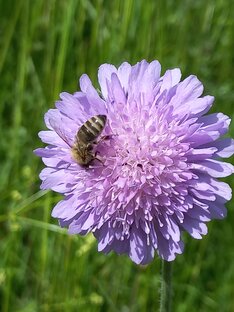 Цветики- цветочки.