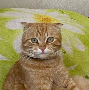 Кот и девочка