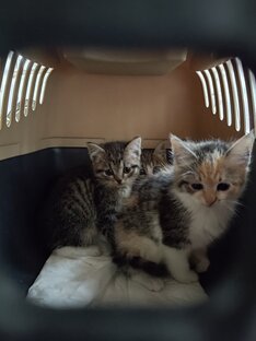 Помощь бездомным кошкам