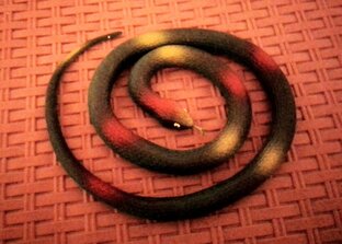 Сезон охоты на змей.