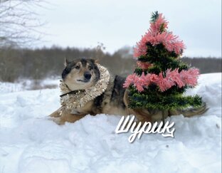 История Шурика