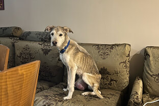 9 собак узников больной женщины в Королеве МО 