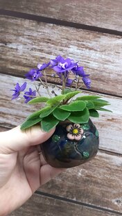 Уход за фиалками