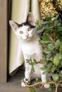 Кошечки/котята Ищут дом