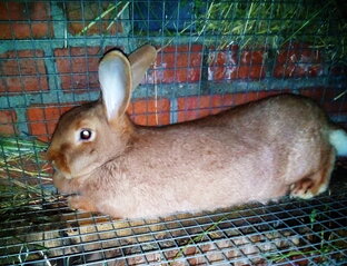 Бургундские кролики