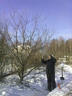 Обрезка сада