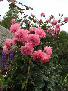 Корнесобственные розы и все о черенковании роз