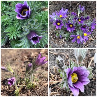 Продажа семян