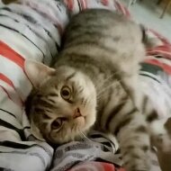 Кот Бонифаций и компания
