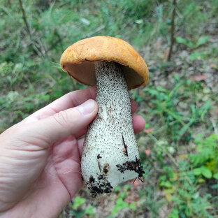 Походы на природу