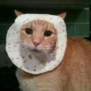 котик 
