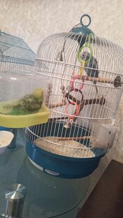 Было 2 попугая