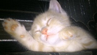 Наши найденыши 🐈