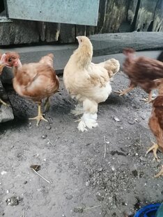Наше хозяйство